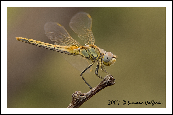 Sympetrum fonscolombii